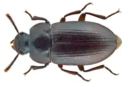 Alphitobius laevigatus