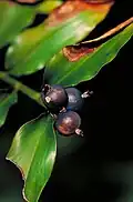 Fruit