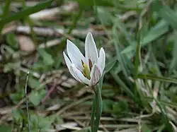 Flower of Amana edulis, an example of genus Amana