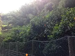On Nokonoshima Island.
