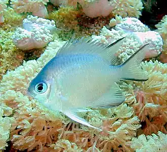 Image 62Most coral reef fish have spines in their fins like this damselfish. (from Coral reef fish)