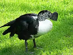 Knob-billed duck