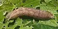 Larva