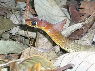 Head