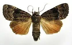 Copper underwing Amphipyra pyramidea Amphipyrinae
