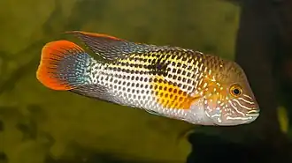 Andinoacara rivulatus - Karlsruhe Zoo 01 edit1