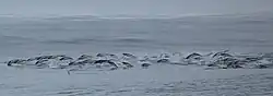 Southern right whale dolphin