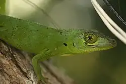 Lagarto verde (Anolis cuvieri)