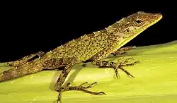 Fitch's Anole (Dactyloa fitchi)