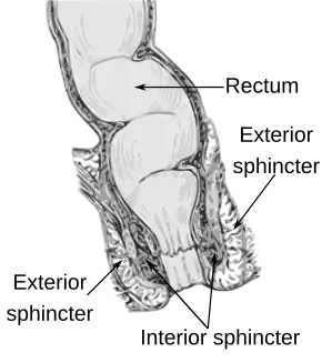 A cutaway anatomical diagram depicting the sigmoid colon, rectum, and anal canal.