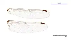 Male wings