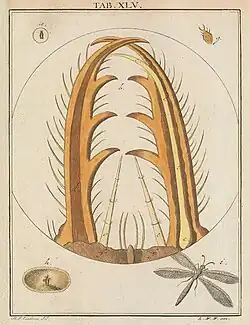 Antlion larva's pincers
