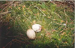 Lesser spotted eagle (Clanga pomarina), typical clutch