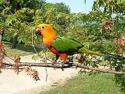 Jandaya parakeet