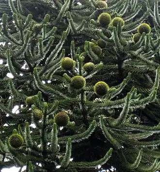 Female cones of monkey-puzzle (Araucaria araucana)