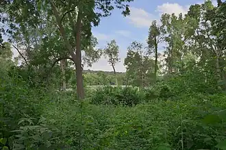View of the forest.