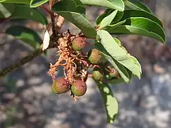 Fruits