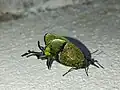 Arcas cypria, México