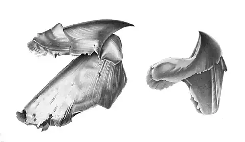 #[3] (18/7/1895) Two-part beak of an undetermined squid (Joubin, 1900:pl. 14 figs. 1–2), identified as possibly Architeuthis by Joubin (1900) and as non-architeuthid by Pfeffer (1912)