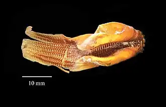 #30 (25/11?/1873), Radula as it appeared in 2006, at the Peabody Museum of Natural History (see also reverse side).
