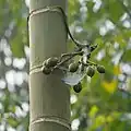Areca palm trunk with nuts
