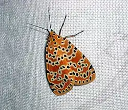 Argena astrea