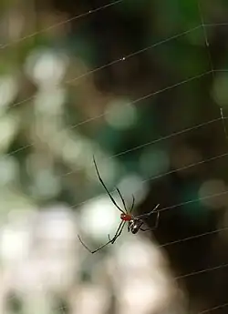 Argyrodes flavescens on the web of an Argiope pulchella