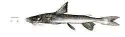 illustration of Cochlefelis burmanicus