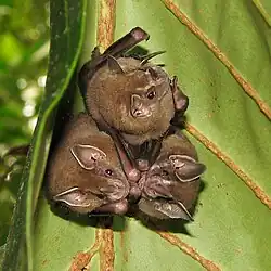 Brown bats