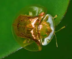 Aspidimorpha furcata