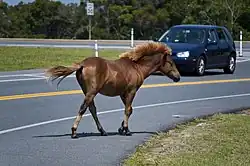 Humans and horses on the island.