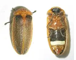Asymmetricata humeralis