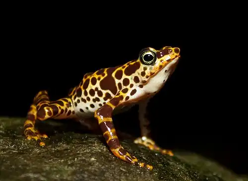 Image 8 Atelopus certus Photo: Brian Gratwicke Atelopus certus is a species of toad endemic to the Darién Province of eastern Panama. Much of its range falls within the Darién National Park, a protected area and World Heritage Site. It is classified as endangered, primarily due to the advancing wave of chytridiomycosis moving through Central America. More selected pictures
