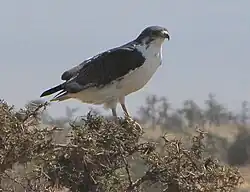 Lake Manyara, Tanzania