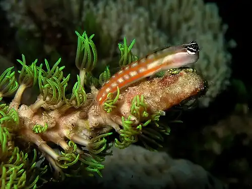 Image 6Australian blenny (from Coastal fish)