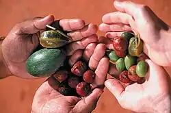 Bush tucker (bush foods) harvested at Alice Springs Desert Park. Bush foods are edible native plant species and animal products used by indigenous Australians as a contemporary or traditional food.[5]
