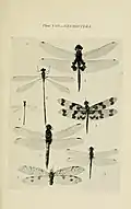 5. Orthetrum nigrifrons (previous name) in: Australian insects (1907) Walter W. Froggatt.