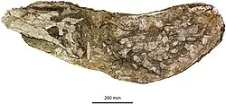 Australosuchus