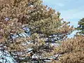 Austrian pine with pine wilt
