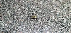 Northern Territory frog