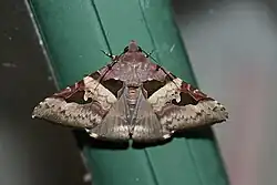 Avatha bubo