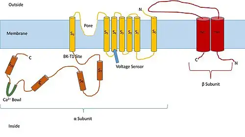 BK Channel Diagram