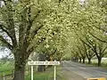 'Canadian Giant' fruiting, September, Bacchus Marsh Avenue of Honour, Victoria[6]