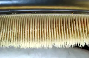 Photo displaying dozens of baleen plates: The plates face each other, and are evenly spaced at approximately 0.25&nbsp;in (6.4&nbsp;mm) intervals. The plates are attached to the jaw at the top, and have hairs at the bottom end.