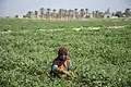 The life of the Baloch people in southern Kerman Province