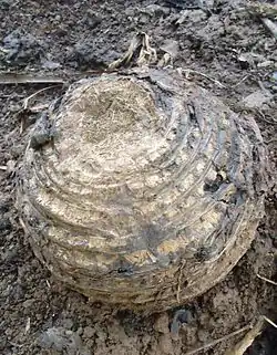 A corm, about 25&nbsp;cm (10&nbsp;in) across