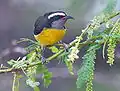 C. f. portoricensis, Puerto Rico