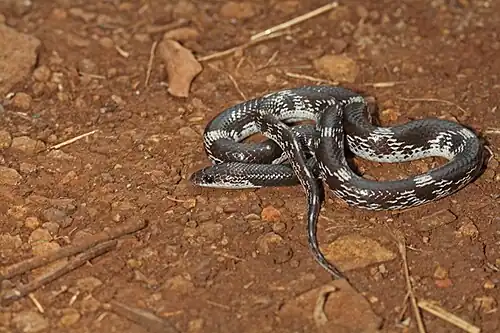 Lateral view