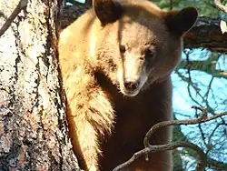 A black bear in Cibola National Forest