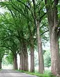 'Belgica' avenue in the Netherlands (2007)
